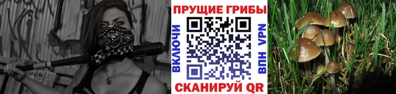 Псилоцибиновые грибы прущие грибы  Купить где  Сорочинск 